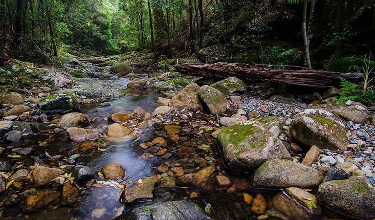 Waterfall walk stream, Willi Willi National Park. Photo: John Spencer &copy; OEH