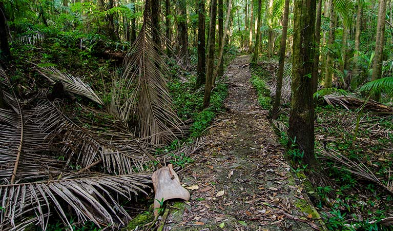 Waterfall walk path, Willi Willi National Park. Photo: John Spencer &copy; OEH