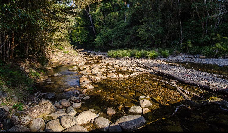 Wilson River picnic area stream, Willi Willi National Park. Photo: John Spencer