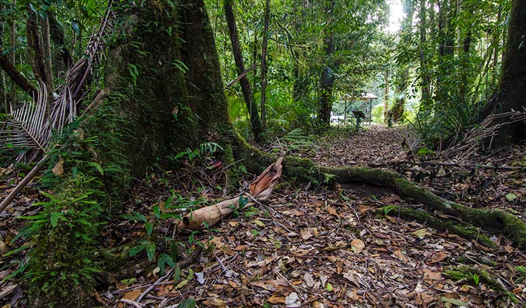 Wilson River picnic area tree, Willi Willi National Park. Photo: John Spencer