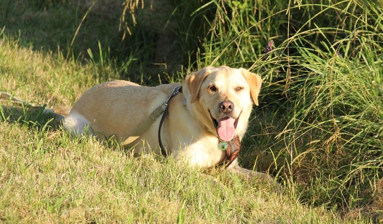 Dog in William Howe Regional Park. Photo: John Yurasek/OEH