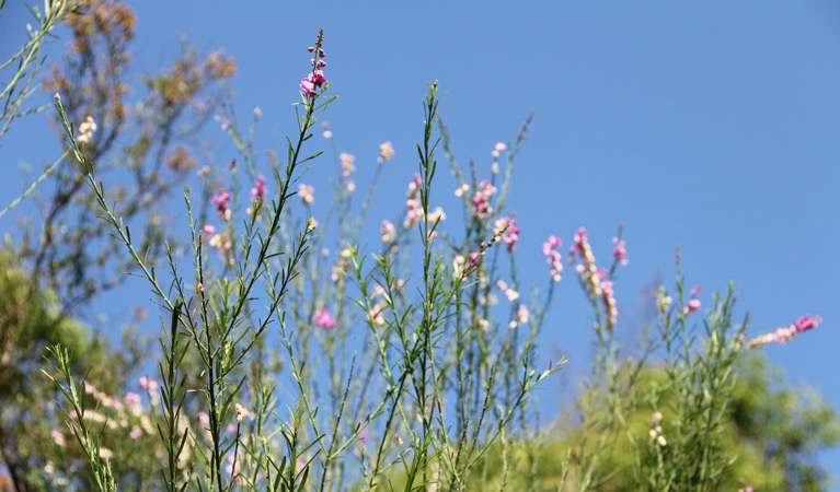 Wildflowers in William Howe Regional Park. Photo: John Yurasek/OEH