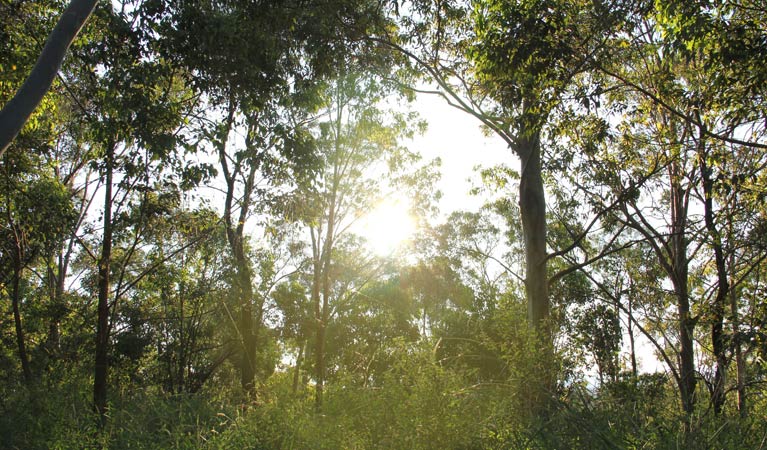 Sun shining through the trees in William Howe Regional Park. Photo: John Yurasek/OEH