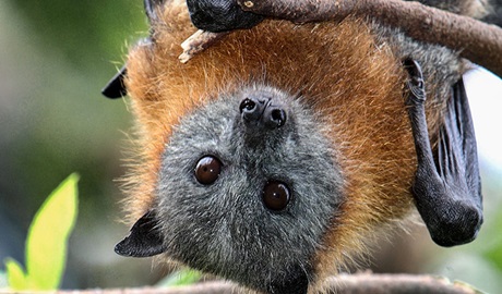 Wingham Brush Nature Reserve, grey headed flying fox. Photo: NSW Government