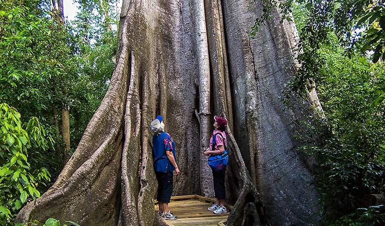 Wingham Brush Nature Reserve. Photo: NSW Government