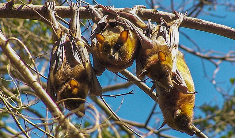 Wingham Brush Nature Reserve, little red flying foxes. Photo: NSW Government