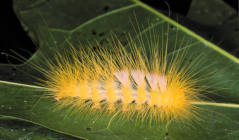 Wingham Brush Nature Reserve, fuzzy grub. Photo: NSW Government