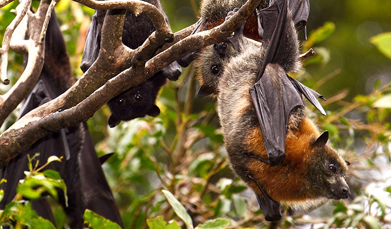 Wingham Brush Nature Reserve. Photo: NSW Government