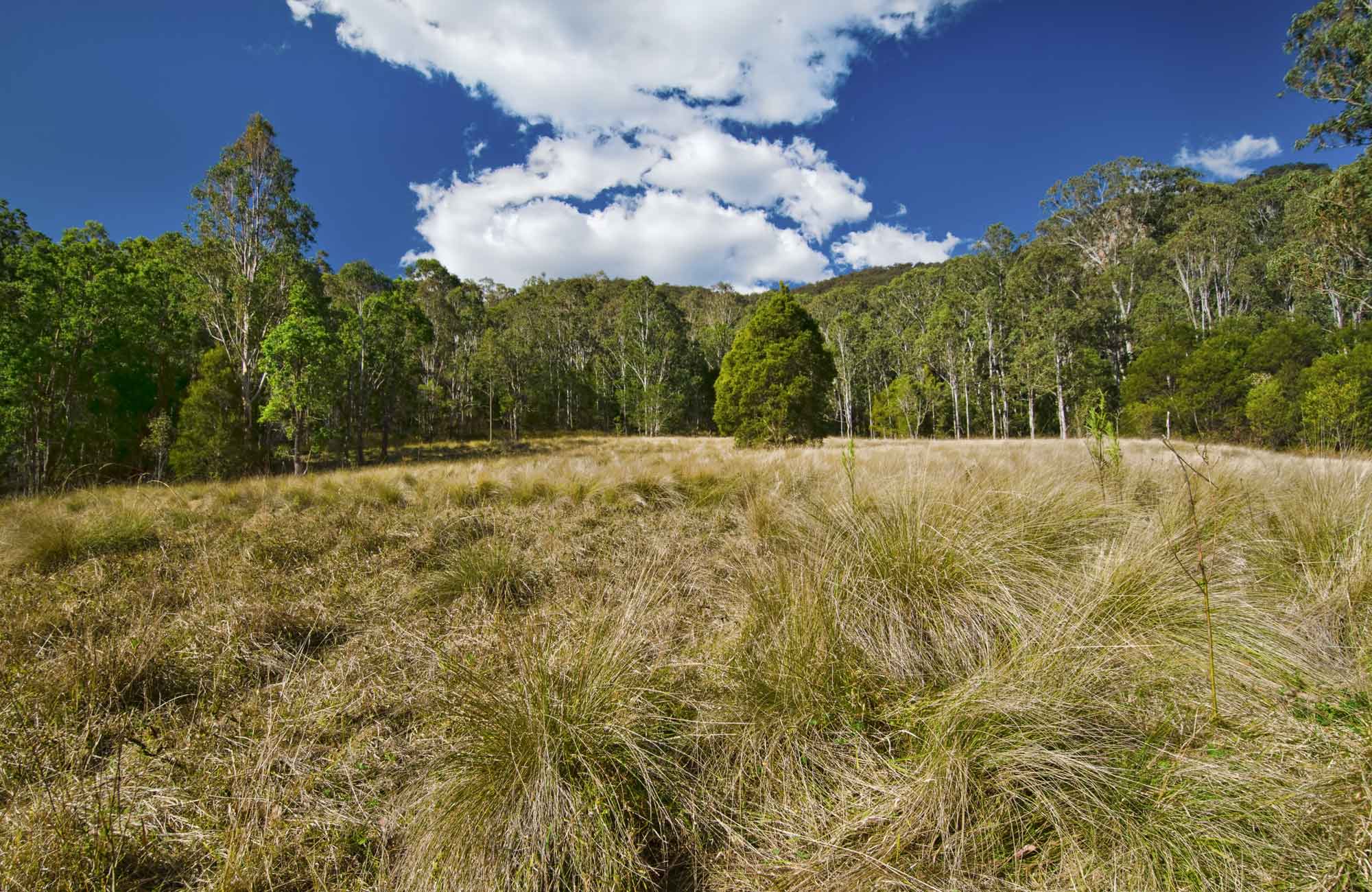 Brush Turkey track, Woko National Park. Photo: John Spencer/NSW Government