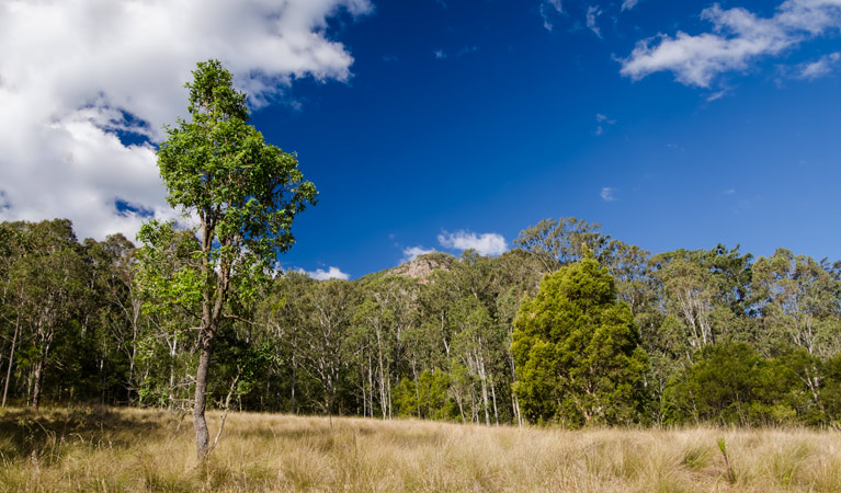 Brush Turkey track, Woko National Park. Photo: John Spencer &copy; OEH