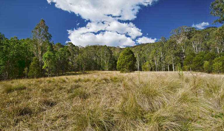 Brush Turkey track, Woko National Park. Photo: John Spencer &copy; OEH