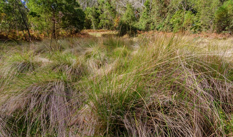 Brush Turkey track, Woko National Park. Photo: John Spencer &copy; OEH