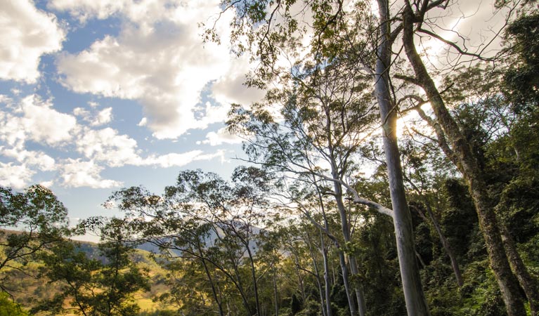 Cliff Face track, Woko National Park. Photo: John Spencer &copy; OEH