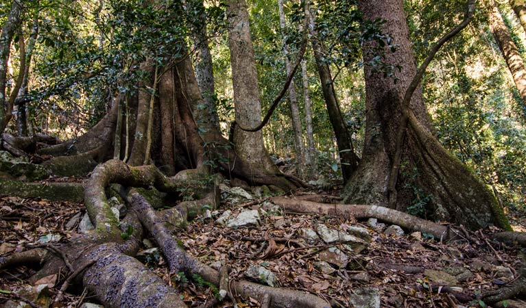 Cliff Face track, Woko National Park. Photo: John Spencer &copy; OEH