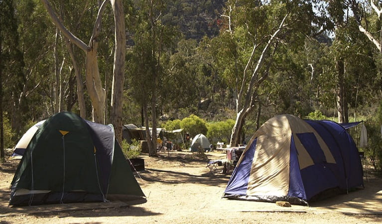 Tents set up in Dunns Swamp - Ganguddy campground, Wollemi National Park. Photo: Steve Garland