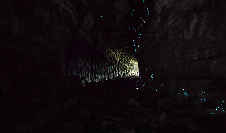 Glow worms light up Glow Worm Tunnel in Wollemi National Park. Photo: Daniel Tran