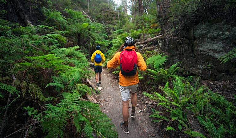 Two men walk along a fern-lined section of Glow Worm Tunnel walking track, Wollemi National Park. Photo &copy; Daniel Tran