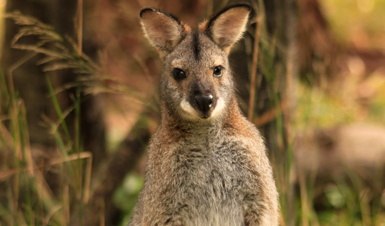 Red necked wallaby, Newnes campground, Wollemi National Park. Photo: Steve Townsend.