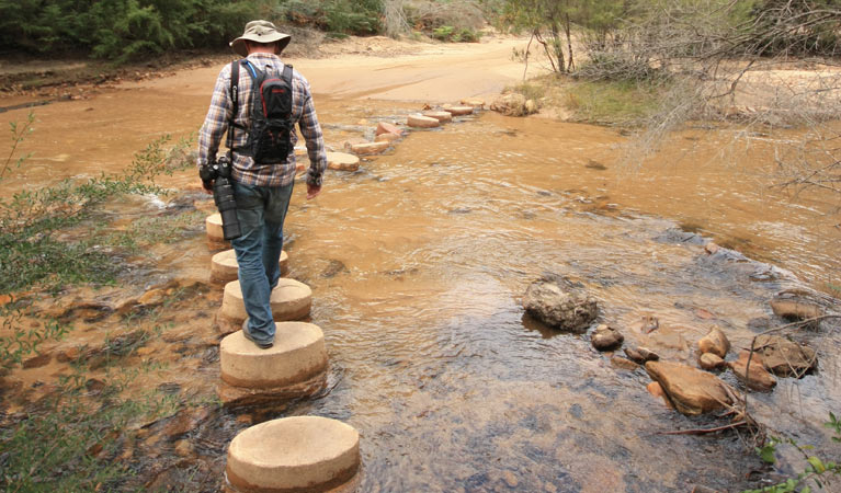 Man rock hopping on foot across Wolgan River, Newnes Industrial Ruins, Wollemi National Park. Photo: Elinor Sheargold &copy; OEH