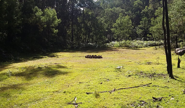 Flat, grassy camping area surrounded by forest in Wollemi National Park. Photo: Shayne Forty/OEH