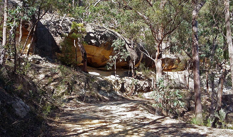 View of sharp bend in an unpaved road on the way to Sheepskin Hut, set in thick bushland in Wollemi National Park. Photo: Shayne Forty/OEH