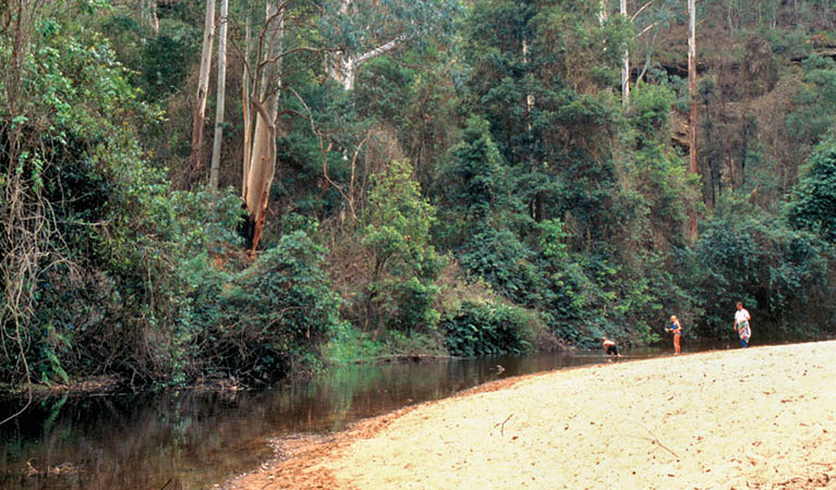 Wheeny Creek campground, Wollemi National Park. Photo: Steve Alton