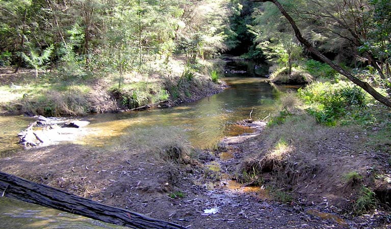 Wheeny Creek campground, Wollemi National Park. Photo: OEH