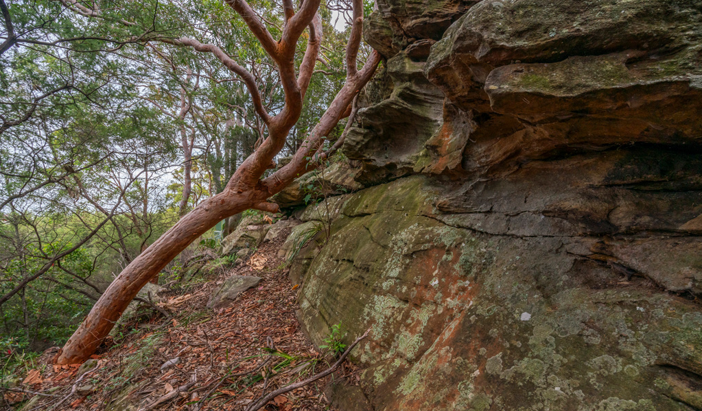 Rocky outcrop and trees, Wolli Creek walking track, Wolli Creek Regional Park. Photo: John Spencer, &copy; DCCEEW.