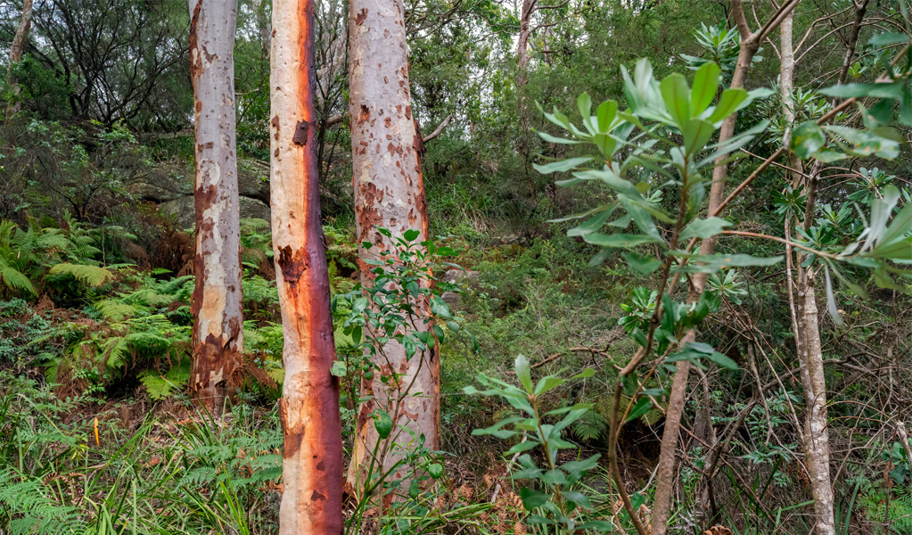 Trees and native vegetation, Wolli Creek Regional Park. Photo: John Spencer, &copy; DCCEEW