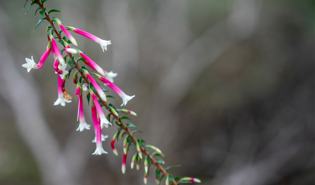 Wildflowers grow along Wolli Creek walking track in Wolli Creek Regional Park. Photo: John Spencer, &copy; DCCEEW