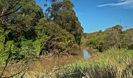 Wolli Creek track, Wolli Creek Regional Park. Photo: John Spencer