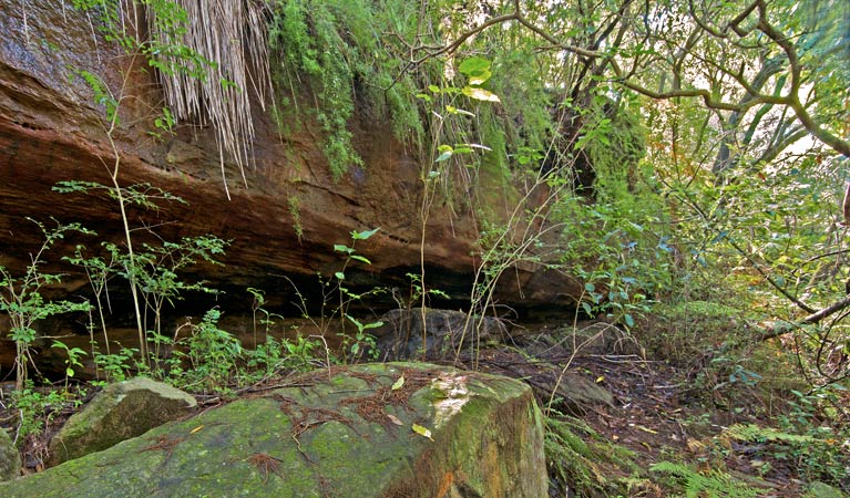 Wolli Creek walking track foliage, Wolli Creek Regional Park. Photo: John Spencer