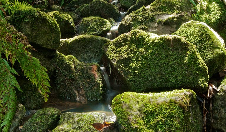 Moss, Wolli Creek Regional Park. Photo: John Spencer