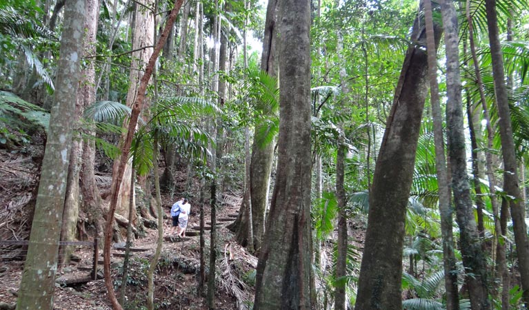 Lyrebird track steps, Wollumbin National Park. Photo &copy; Damien Hofmeyer