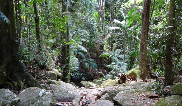 Lyrebird track, Wollumbin National Park. Photo &copy; Damien Hofmeyer