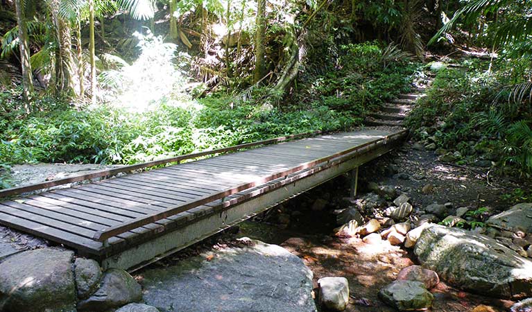 A timber bridge crosses Breakfast Creek along Lyrebird track, Wollumbin National Park. Photo: D Hofmeyer.