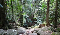 Lyrebird track, Wollumbin National Park. Photo: &copy; Damien Hofmeyer