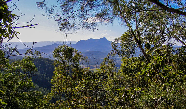 View through trees to Wollumbin (formerly Mount Warning) in Wollumbin National Park. Photo: Brian McLachlan &copy; DPIE