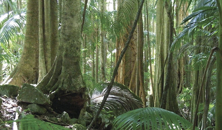 Rainforest vegetation at the start of Wollumbin (Mount Warning) summit track. Photo: Barry Collier &copy; Barry Collier