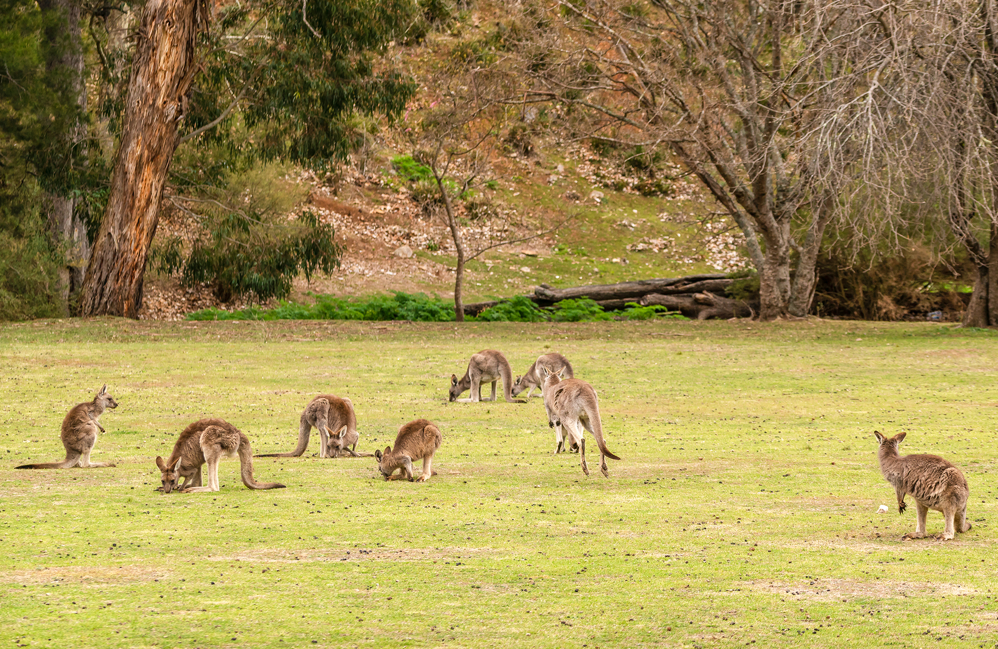 Wombeyan Caves campground NSW National Parks