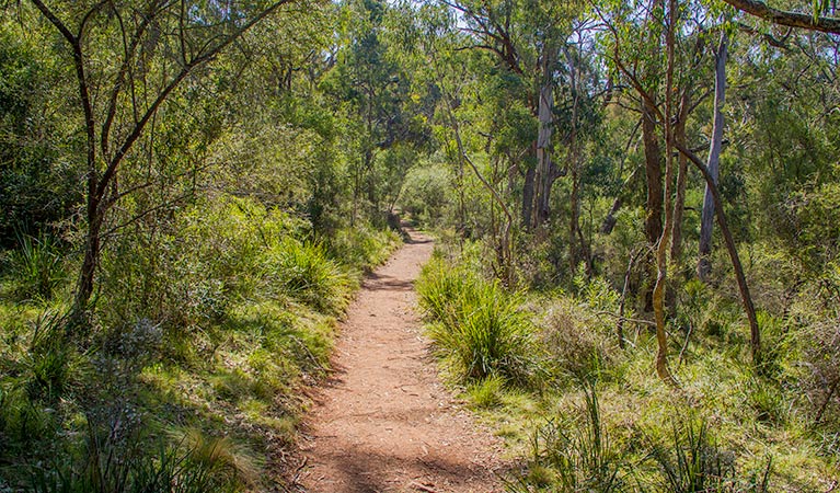 Mares Forest Creek walking track, Wombeyan Karst Conservation Reserve. Photo: Steve Babka