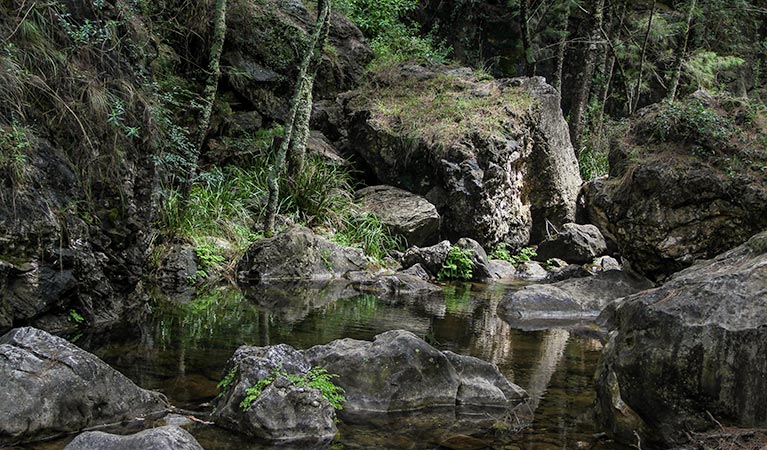 Mares Forest Creek walking track, Wombeyan Karst Conservation Reserve. Photo &copy; Steve Babka