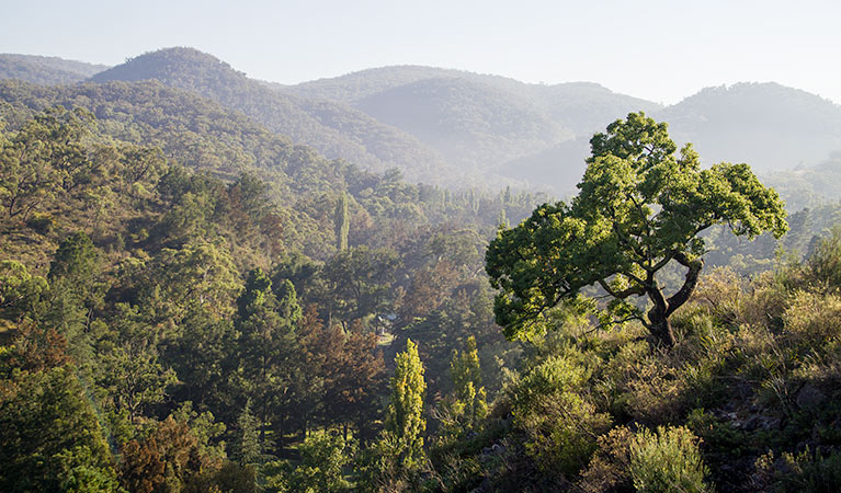 Mares Forest Creek walking track, Wombeyan Karst Conservation Reserve. Photo &copy; Steve Babka