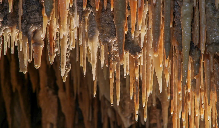 Mulwaree Cave, Wombeyan Karst Conservation Reserve. Photo &copy; Steve Babka