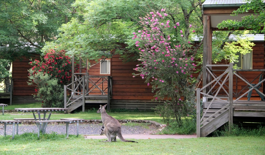 A kangaroo doe with her joey in her pouch rests outside Wombeyan Caves cabins. Credit: Stephen Babka © DPE