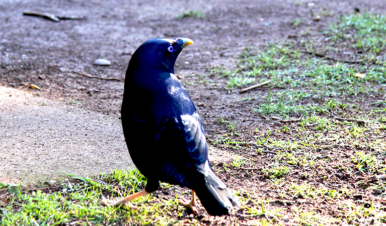 Satin bowerbird at Wombeyan Caves campground. Photo: OEH/Natasha Webb