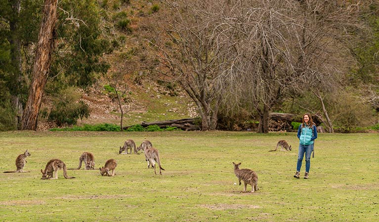 Kangaroos are a common sight at Wombeyan Caves campground. Photo: OEH/John Spencer