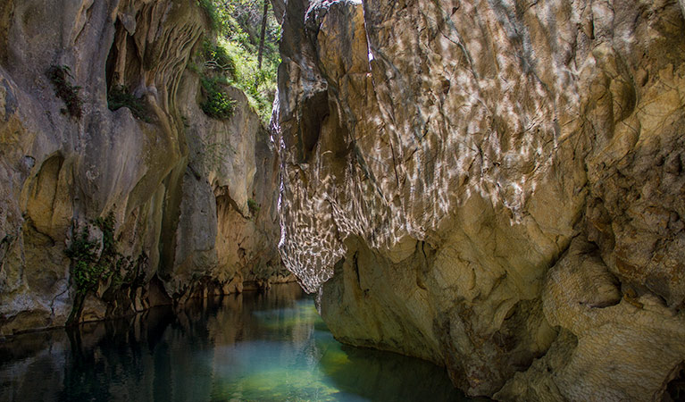 Mares Forest Creek track, Wombeyan Karst Conservation Reserve. Photo: Steve Babka