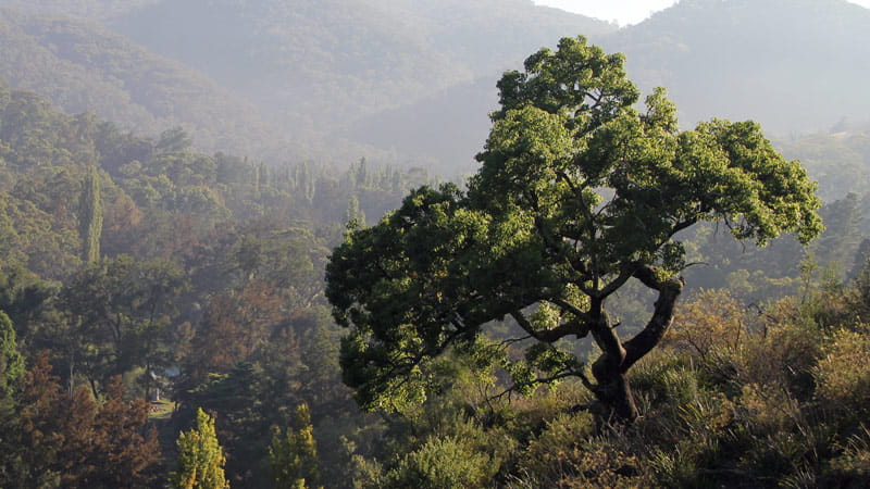 Ancient trees, Wombeyan Karst Conservation Reserve. Photo: Steven Babbka.