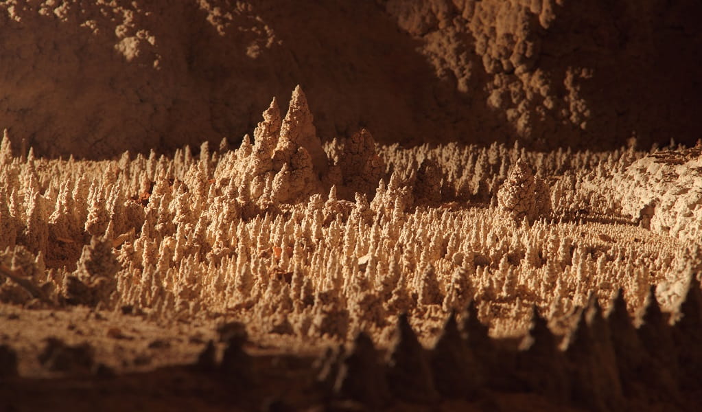 A close-up view of tiny stalagmites in Wollondilly Cave. Credit: Stephen Babka/DPE &copy; Stephen Babka